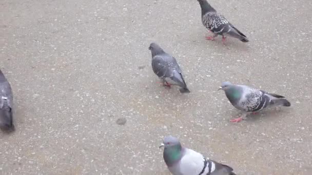 Pigeons sur l'asphalte — Video