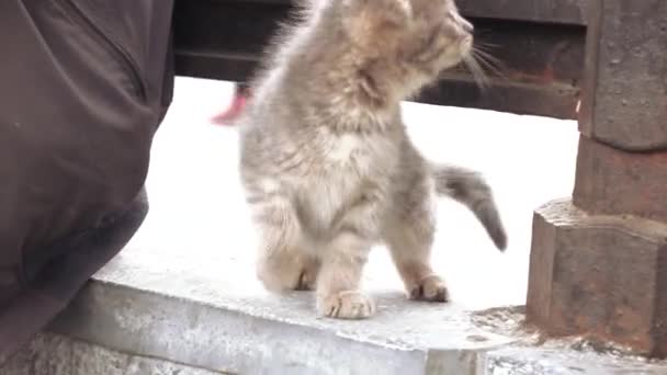 Gatito curioso en una cerca — Vídeos de Stock