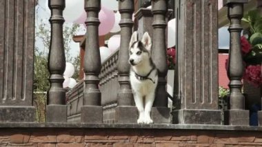 Kapıda Husky köpek yavrusu