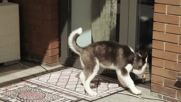 ドアのところにハスキーの子犬 — ストック動画