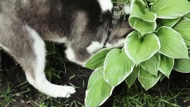 Husky perro entierra un hueso — Vídeo de stock