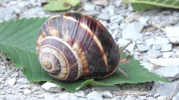 Grape snail with shell — Stock Video