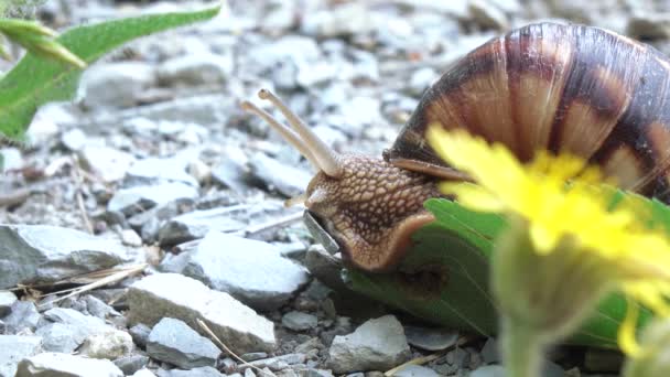 Weinbergschnecke mit Gehäuse — Stockvideo