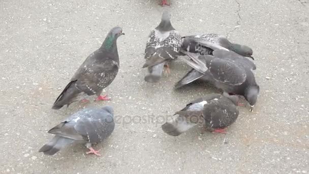 Pigeon pecking bread crumbs — Stock Video