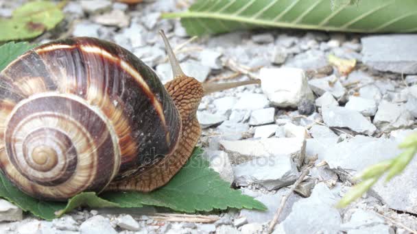 Weinbergschnecke mit Gehäuse — Stockvideo