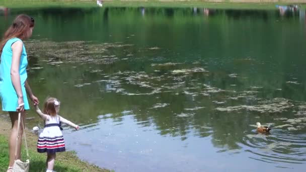 Alimentación de patos en el parque — Vídeo de stock