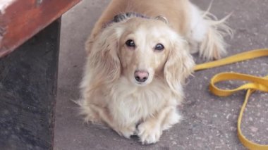 Av köpeği gölgede
