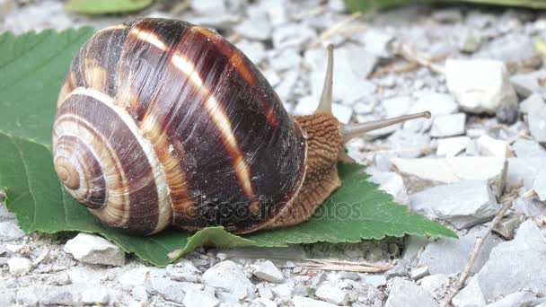 Grape snail with shell — Stock Footage Grape snail with shell Video Clip