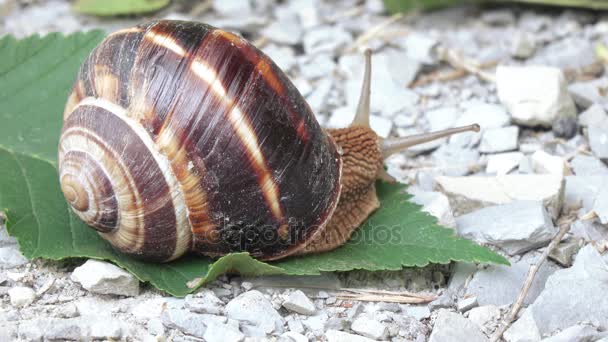 Weinbergschnecke mit Gehäuse — Stockvideo