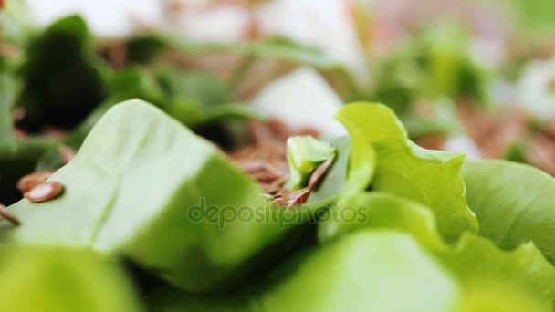 Ensalada surtida en hojas de lechuga — Vídeo de stock