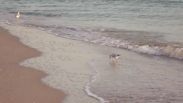 Gulls on the beach — Stock Video