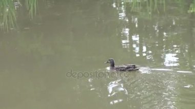 Parkta besleme ördekler