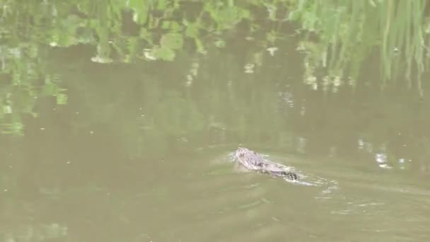 在池塘里的河麝鼠 — 图库视频影像