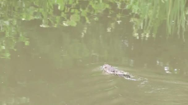 River muskrat in the pond — Stock Video