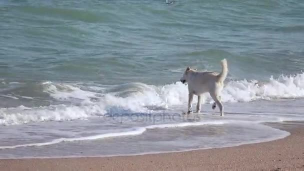Dog in the surf of sea — Stock Video