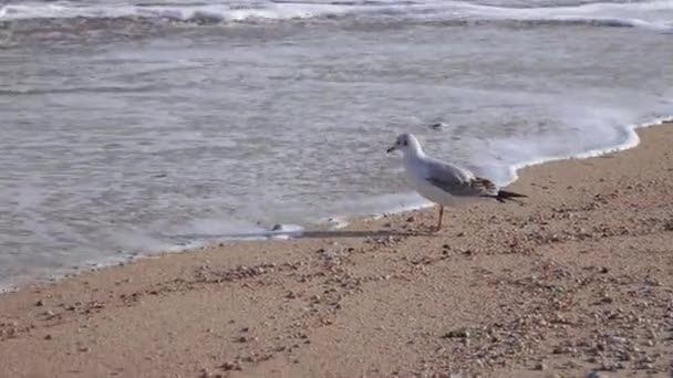 Gaviotas en la playa — Vídeo de stock