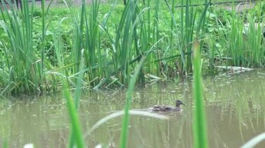 Parkta besleme ördekler