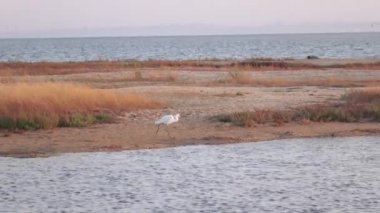 Sığ ak balıkçıl Egretta garzetta