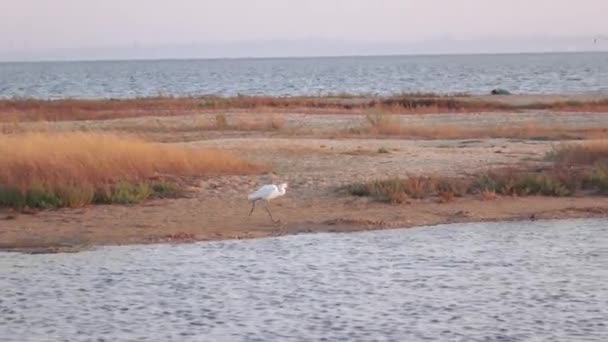 浅い白鷺 Egretta garzetta — ストック動画