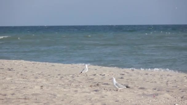 Gabbiani sulla spiaggia — Video Stock