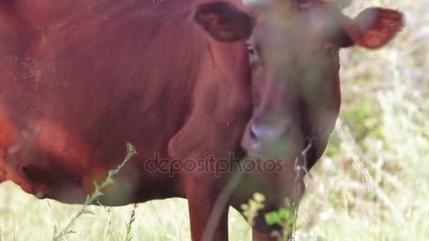 Un enfant nourrit une vache — Video