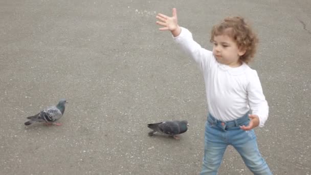 Fille nourrit les pigeons — Video