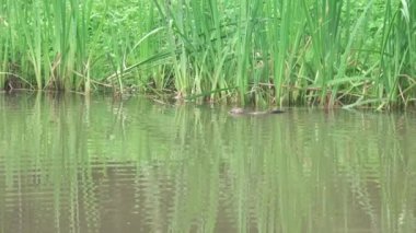 Havuzda nehir Misk sıçanı