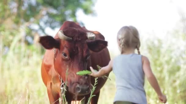 El niño alimenta a una vaca — Vídeos de Stock