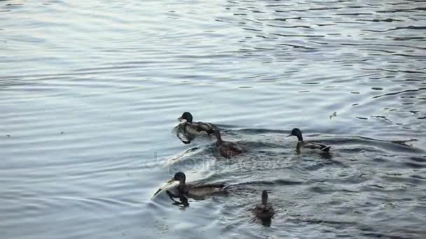 Ducks and swans in the pond — Stock Video