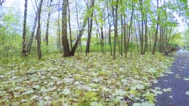 Sonbahar Şehir Parkı Sokolniki