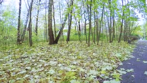 Outono parque da cidade Sokolniki — Vídeo de Stock