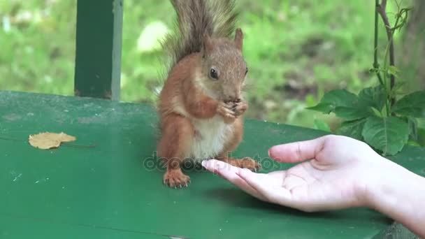 Eichhörnchen mit den Händen füttern — Stockvideo