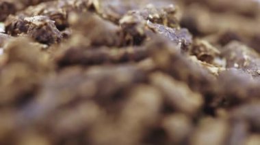 Deniz dikenli İvan çayı