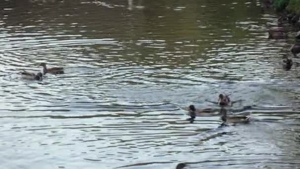 Ducks and swans in the pond — Stock Video