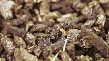 Ivan-çay ıhlamur çiçeği ile