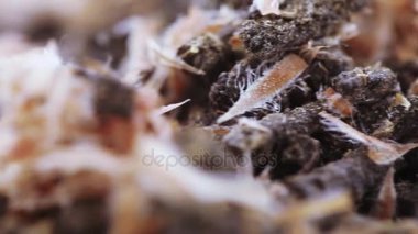 Çam kozalaklı Ivan çayı