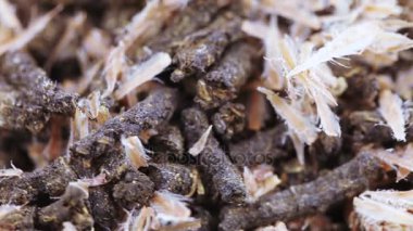 Çam kozalaklı Ivan çayı