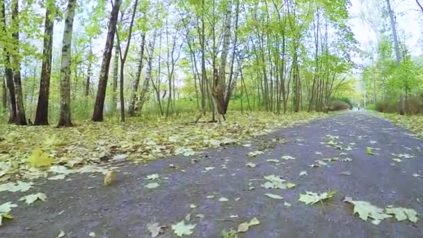 Осенний городской парк "Сокольники" — стоковое видео