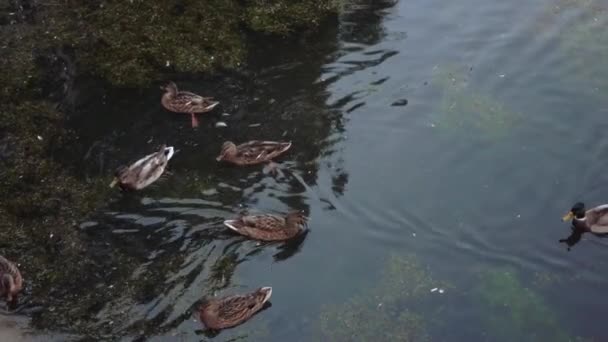 Patos y cisnes en el estanque — Vídeo de stock