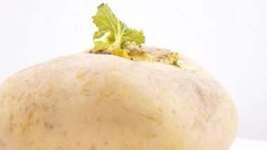 Şalgam ile yaprak yeşil