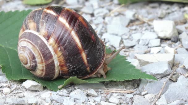 Weinbergschnecke mit Gehäuse — Stockvideo