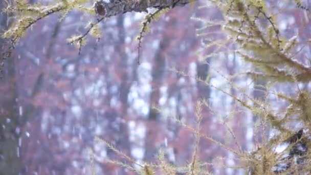 Гілка хвойного дерева взимку — стокове відео