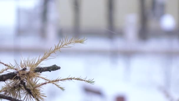 Rama de un árbol de coníferas en invierno — Vídeos de Stock