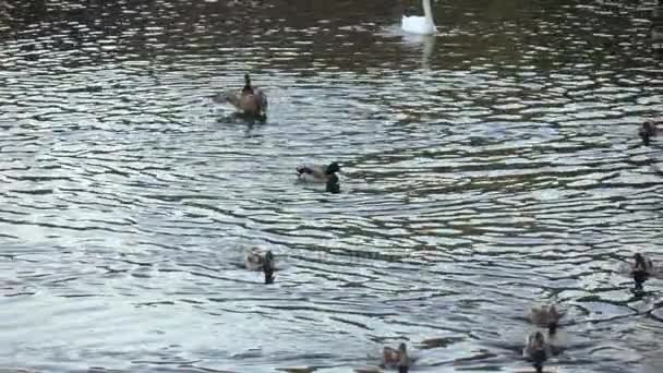 Ducks and swans in the pond — Stock Video
