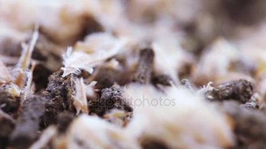 Çam kozalaklı Ivan çayı