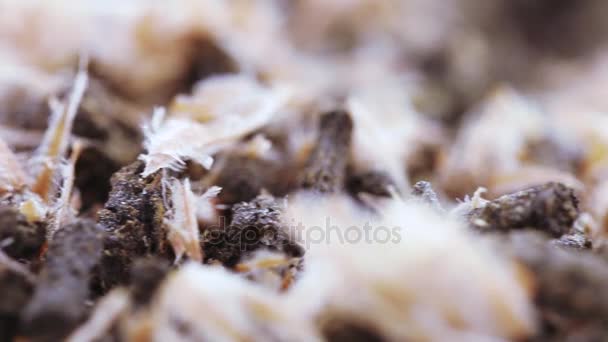 Ivan thé aux cônes de pin