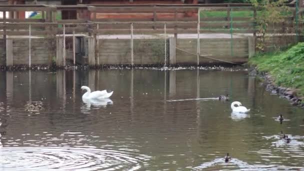 鸭子和天鹅在池塘里 — 图库视频影像