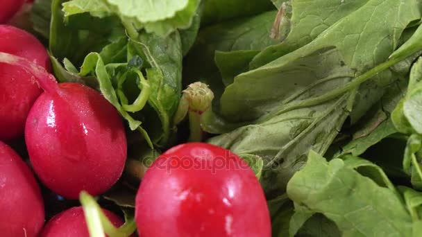 Radish with leaves — Stock Video