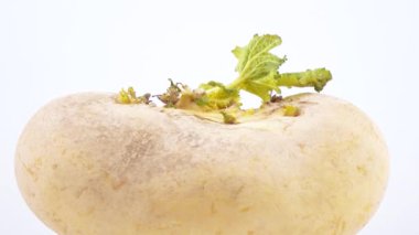 Şalgam ile yaprak yeşil