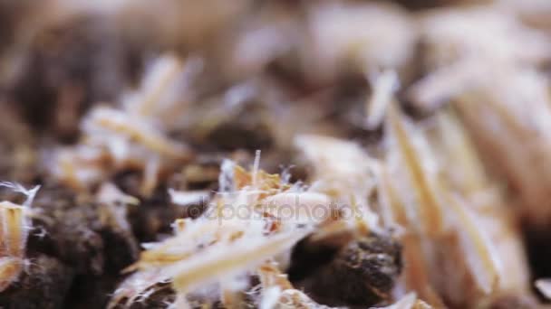 Ivan thé aux cônes de pin